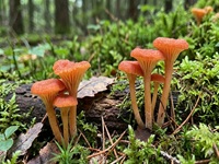Zweisporiger Goldnabeling - Bild exemplarisch, KI generiert. 